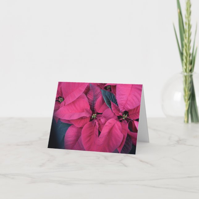 Poinsettia Tack Kort (Framsida)
