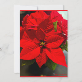 Poinsettia Velvet Eldshow Julkort