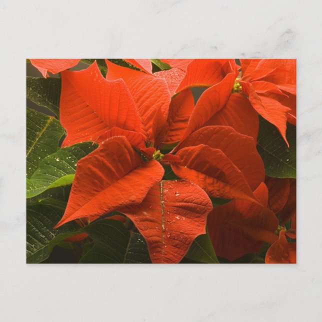 Poinsettia Vykort (Framsida)