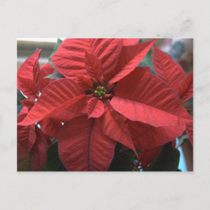 Poinsettia Vykort