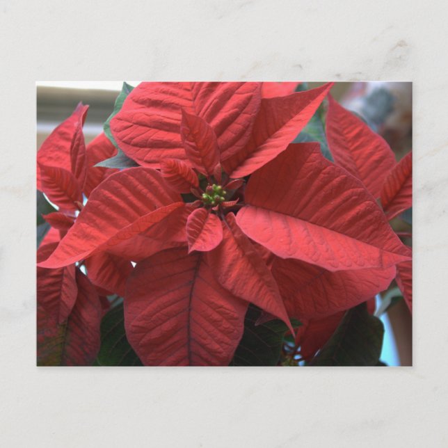 Poinsettia Vykort (Framsida)