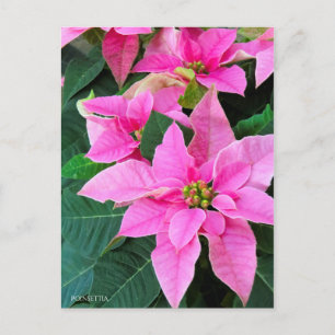 Poinsettia [vykort] vykort