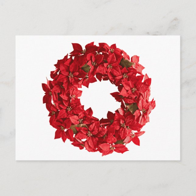 Poinsettia wandeans.png vykort (Framsida)