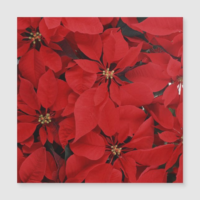 Poinsettias till jul (Framsida)