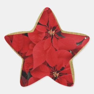 Poinsettias till julstjärna, formad stjärnformat klistermärke