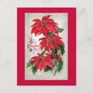 Poinsettias vykort