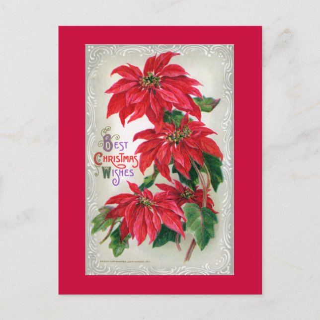 Poinsettias vykort (Framsida)