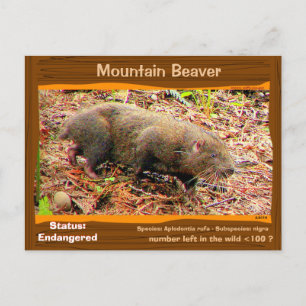 Point Arena Mountain Beaver är i fara - - - Vykort