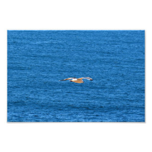 Point Dume Fototryck