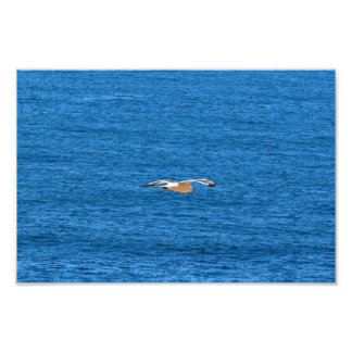 Point Dume Fototryck