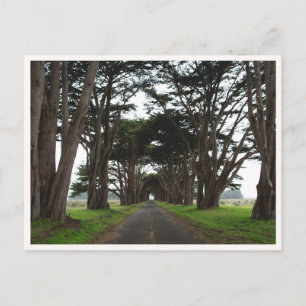 Point Reyes Cypress Träd Tunneln Kalifornien Foto Vykort
