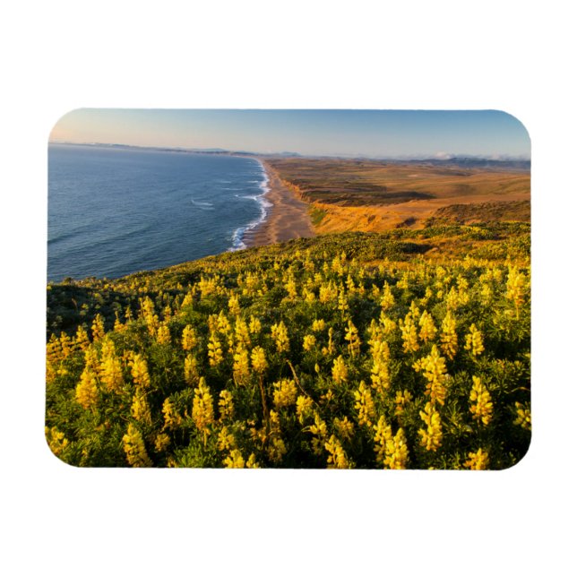 Point Reyes National Seashore California Magnet (Horisontell)