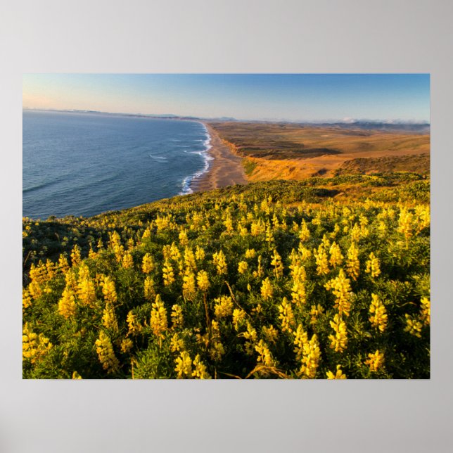 Point Reyes National Seashore California Poster (Framsidan)