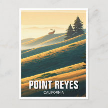 Point Reyes National Seashore Elk