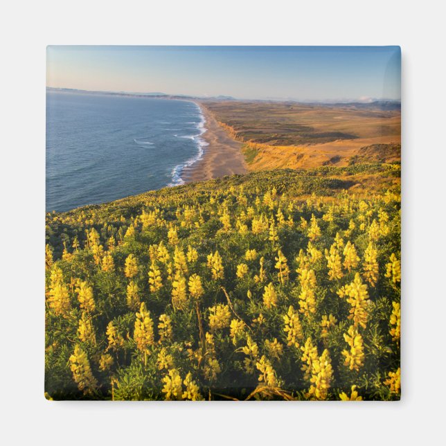 Point Reyes National Seashore Kalifornien Magnet (Framsidan)