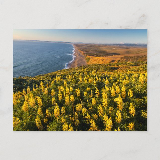 Point Reyes National Seashore Kalifornien Vykort (Framsida)