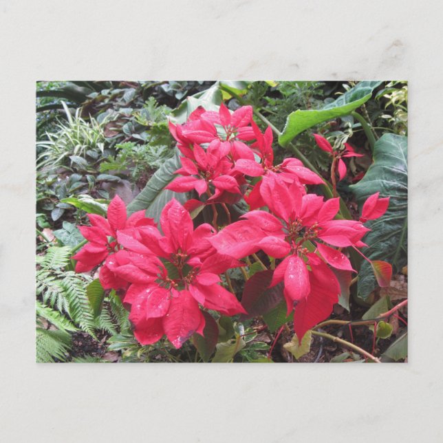 Pointsettias Vykort (Framsida)