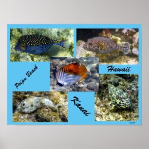 Poipu som Snorkeling Poster