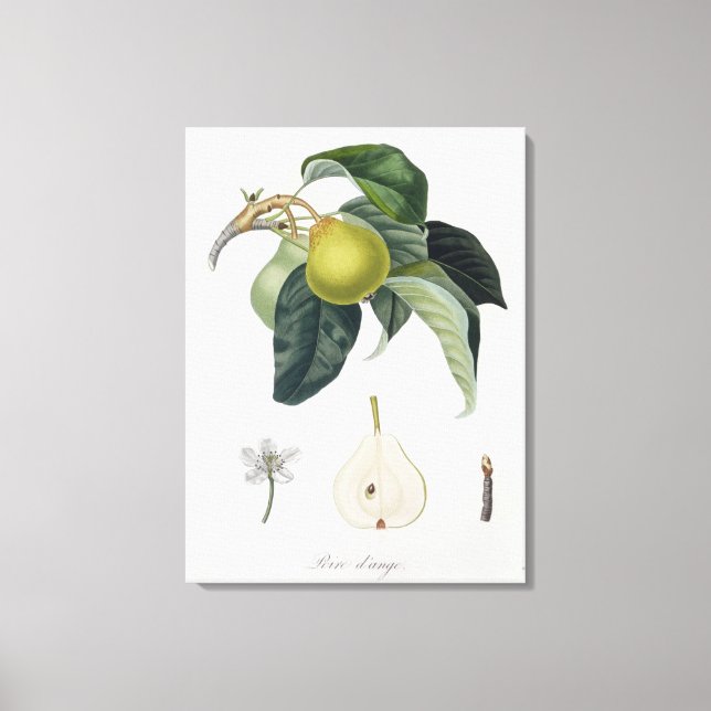 Poire d'ange, graverad av Bocourt, offentliggjord  Canvastryck (Framsida)