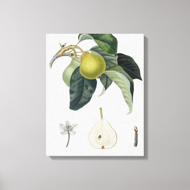 Poire d'ange, graverad av Bocourt, offentliggjord  Canvastryck (Framsida)