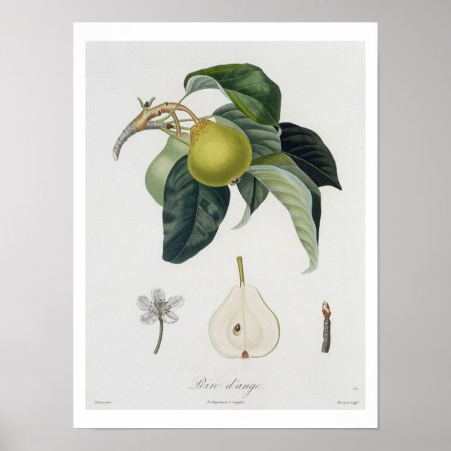 Poire d'ange, graverad av Bocourt, offentliggjord  Poster (Framsidan)