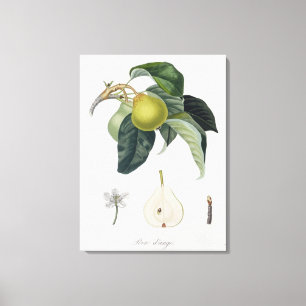 Poire d'ange som inristades av Bocourt, Canvastryck