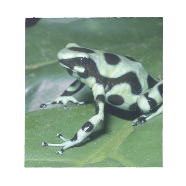 Poison Dart Frog, (Dendrobates auratus) Cahuita Anteckningsblock (Framsida)
