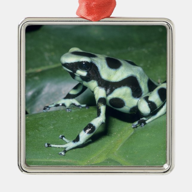 Poison Dart Frog, (Dendrobates auratus) Cahuita Julgransprydnad Metall (Framsidan)