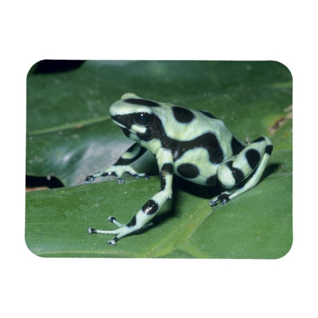 Poison Dart Frog, (Dendrobates auratus) Cahuita Magnet (Horisontell)