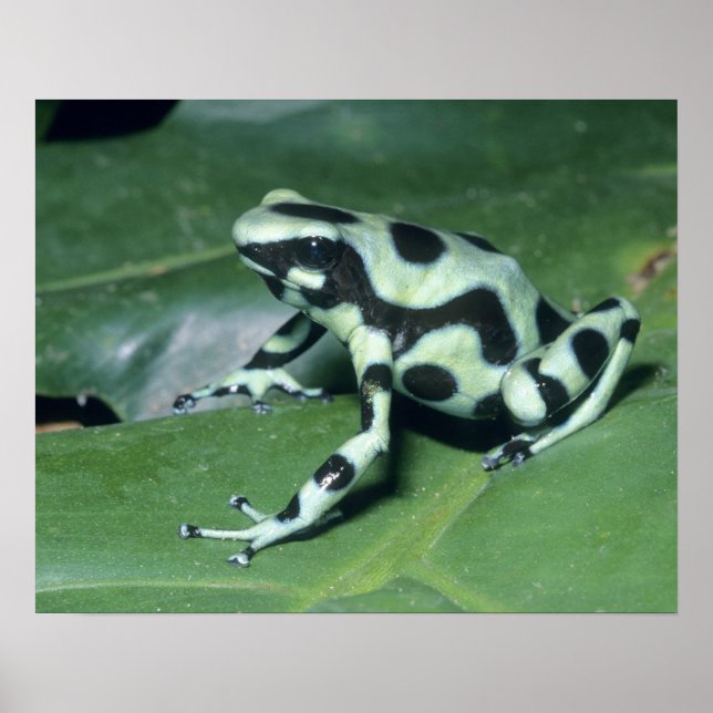 Poison Dart Frog, (Dendrobates auratus) Cahuita Poster (Framsidan)