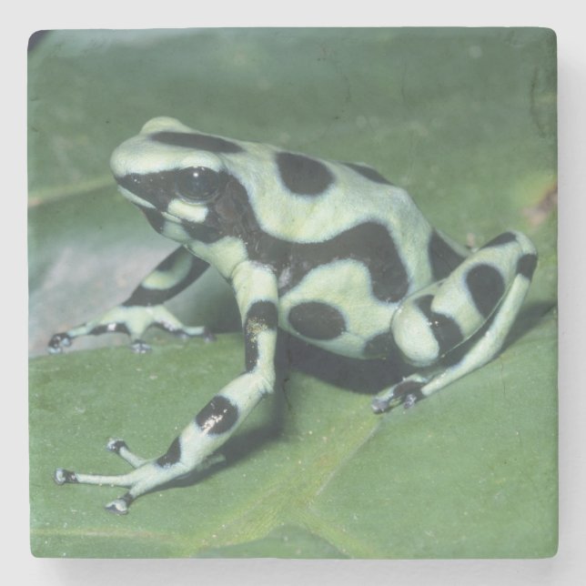 Poison Dart Frog, (Dendrobates auratus) Cahuita Underlägg Sten (Framsidan)