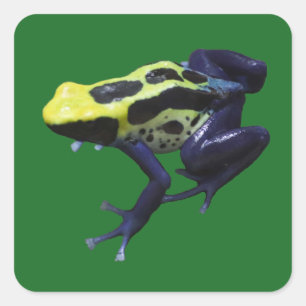 Poison Dart Frog Fyrkantigt Klistermärke