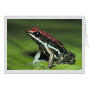 Poison Dart Frog Hälsningskort