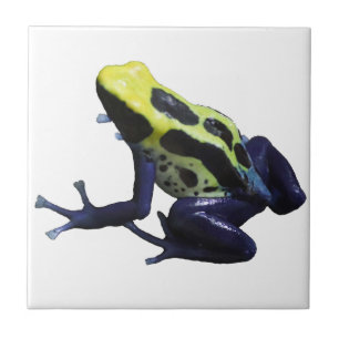 Poison Dart Frog Kakelplatta