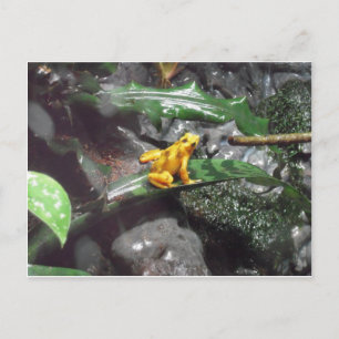 Poison Dart Frog Photo Vykort