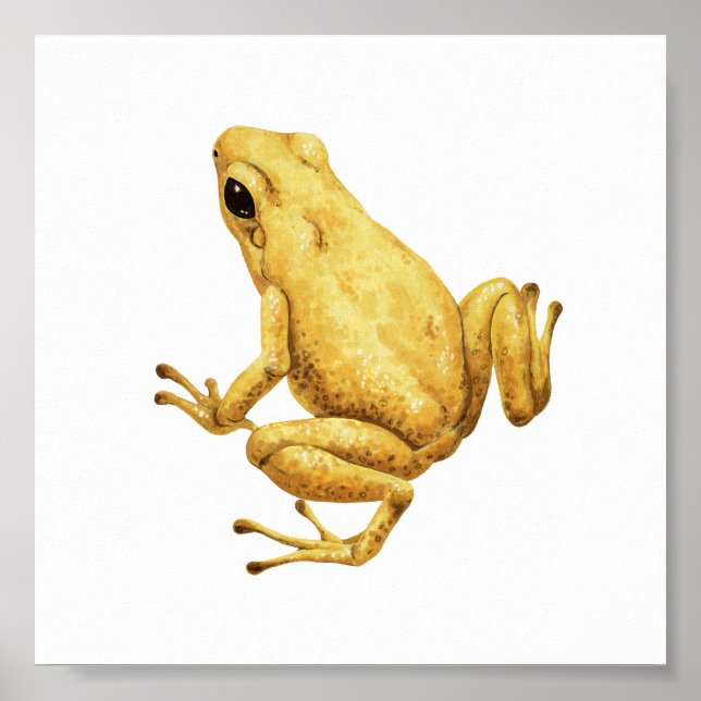 Poison dart frog poster (Framsidan)