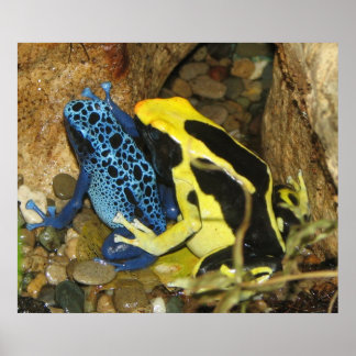 Poison Dart Frogs Poster