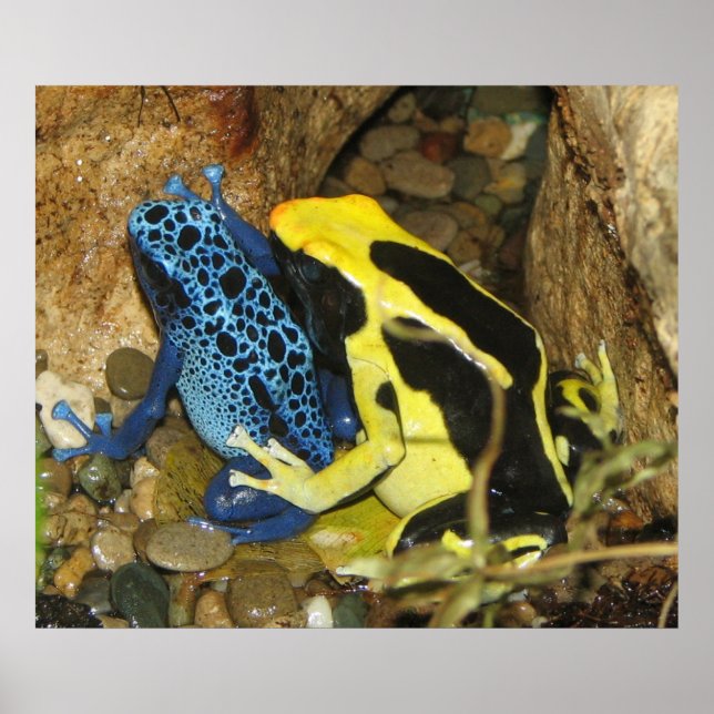 Poison Dart Frogs Poster (Framsidan)
