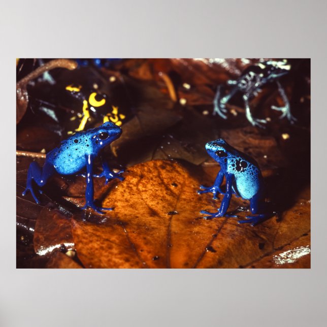 Poison Dart Frogs Poster (Framsidan)