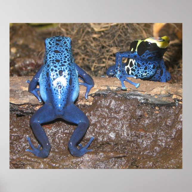 Poison Dart Frogs Poster (Framsidan)