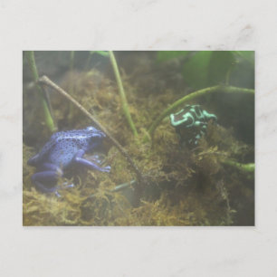 Poison Dart Frogs Vykort