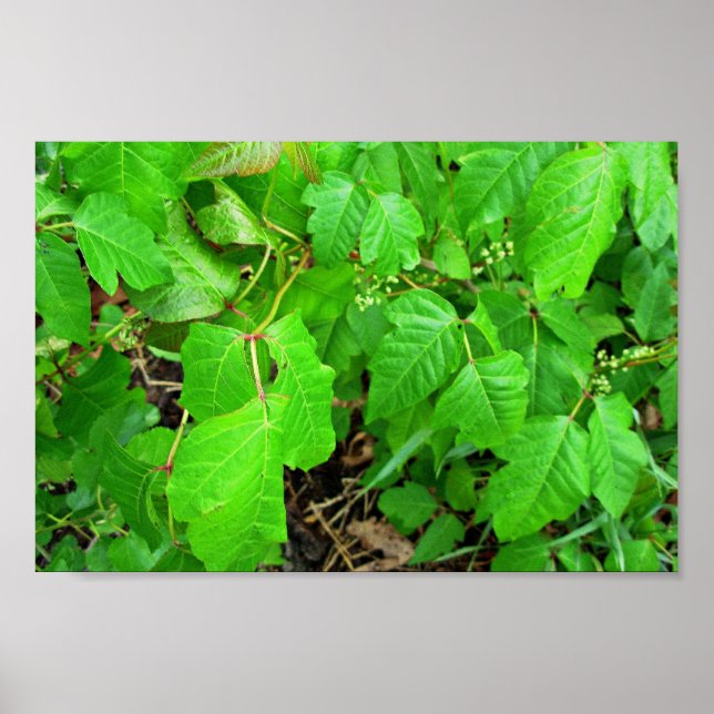 Poison ivy poster (Framsidan)