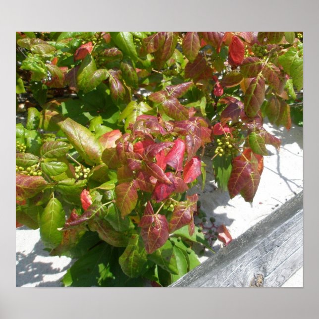 Poison Ivy Poster (Framsidan)