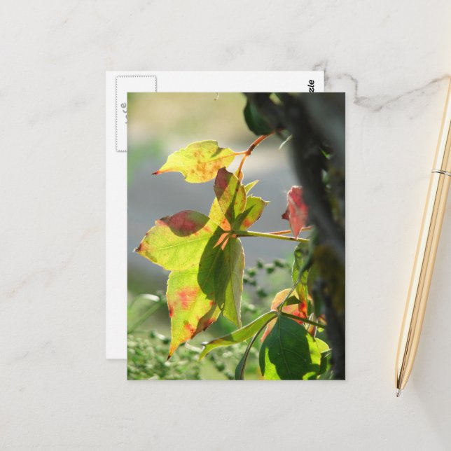 Poison Ivy Vykort (Fram/Back In Situ)