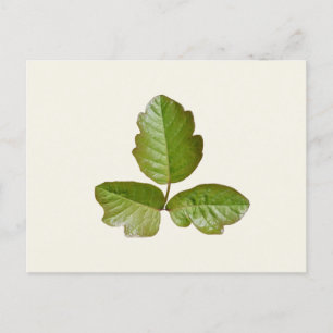 Poison Oak Löv - Identifiera klämväxt för höfter Vykort