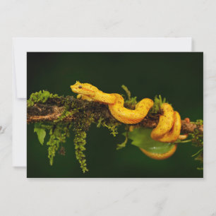 Poison Viper Snake från Costa Rica