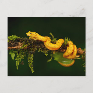 Poison Viper Snake från Costa Rica Vykort