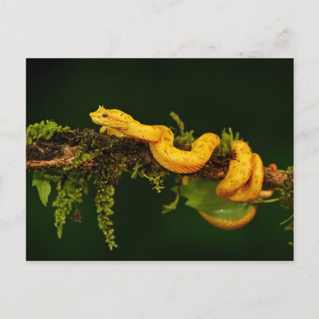Poison Viper Snake från Costa Rica Vykort (Framsida)