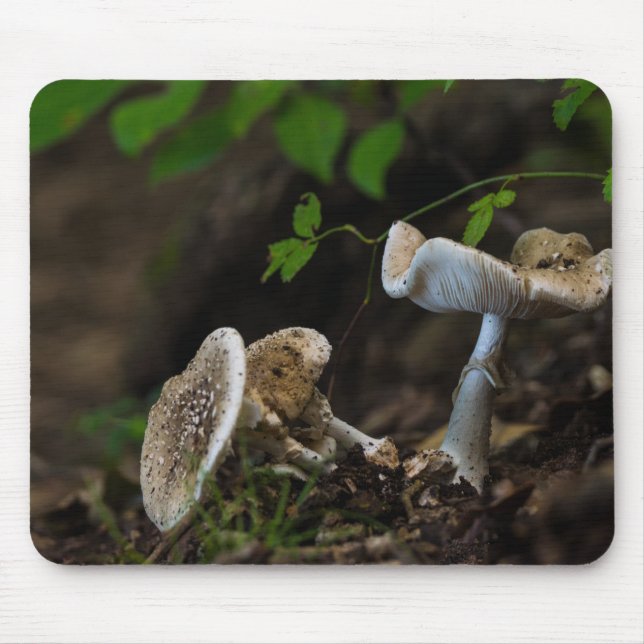 Poisonous Beauty Musmatta (Framsidan)