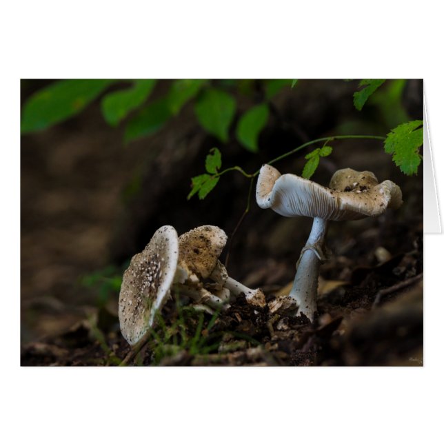 Poisonous Beauty OBS Kort (Framsidan Horizontal)